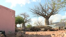 Afrique du Sud: le fruit du baobab, au bonheur des dames