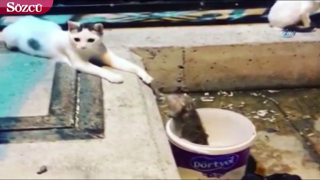 Fareden kedilere gövde gösterisi