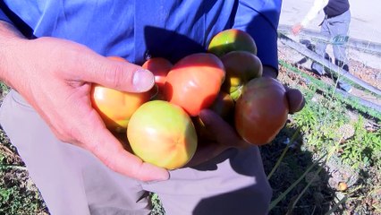 Bu bahçenin ürünleri öğrenciler için yetiştiriliyor