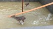 Deer Trapped in Flooded Building Site Rescued by Kentucky Firefighters
