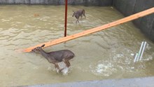 Deer Trapped in Flooded Building Site Rescued by Kentucky Firefighters