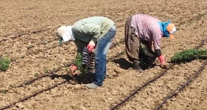 Tarım ve Orman Bakanı Pakdemirli: Tarım Kredi, Kimyevi Gübrede Yüzde 15'lere Varan İndirim Sağlayacak