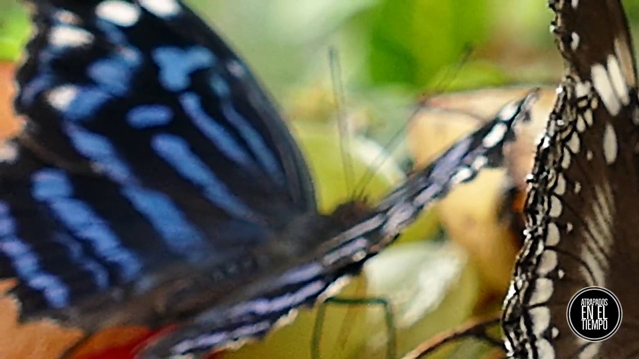 EL EFECTO MARIPOSA ¿QUE ES?