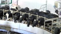 Afyonkarahisar'da Avrupa Standartlarında Süt Üretiliyor