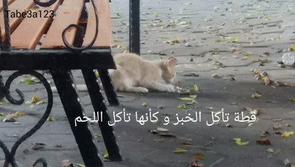 قطة تأكل الخبز و كأنها تأكل اللحم