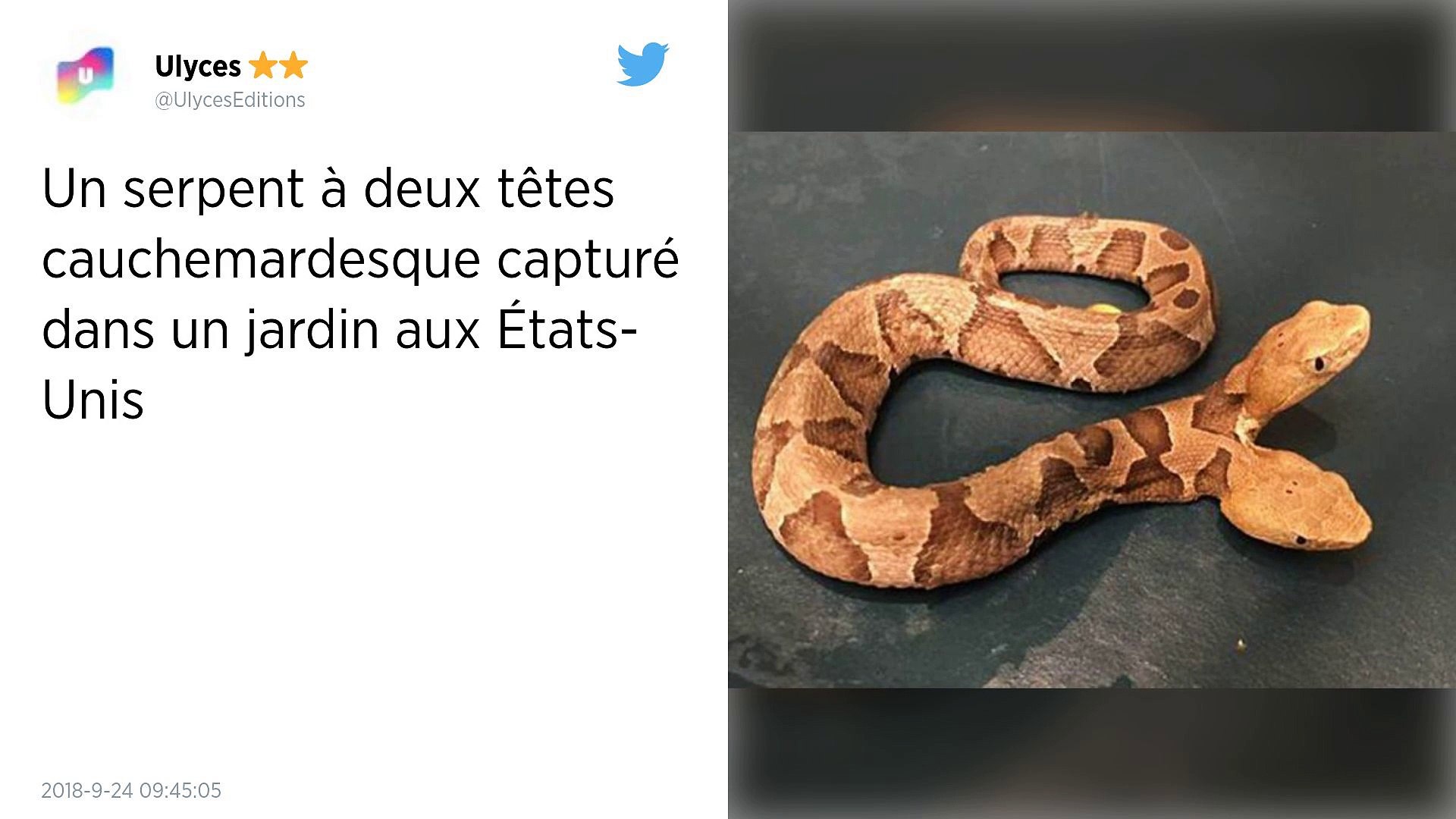 Vrai Serpent à Deux Têtes — free download
