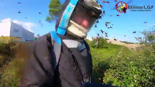 Il nous montre l'agressivité de frelons asiatiques (Landes)