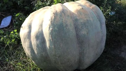 450 Kilogramlık Bal Kabağı Vatandaşlar Tarafından İlgi Görüyor