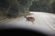 Une centaine de cerfs en vadrouille