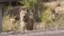 Man Is 'Feline' Brave as He Gets Up Close and Personal With Bobcat Near Utah Power Plant