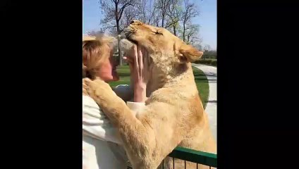 2 lions retrouvent leur ancienne dresseuse 7 ans après : retrouvailles émouvantes