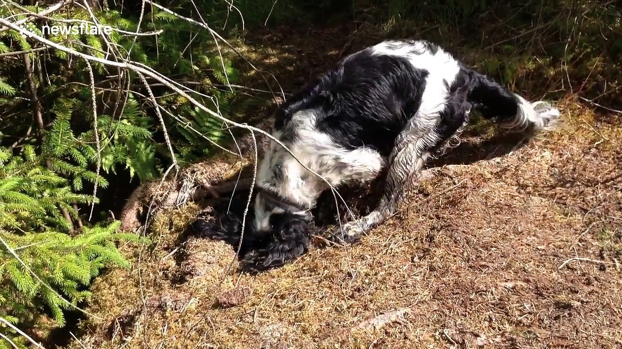Cute dog gets stuck digging hole