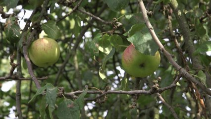 Auprès de mon arbre...