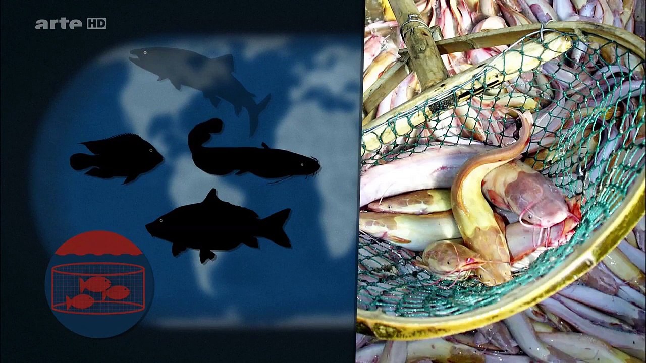 ' Ozeane: Meere ohne Fische?' - Mit offenen Karten | der Wolpertinger.