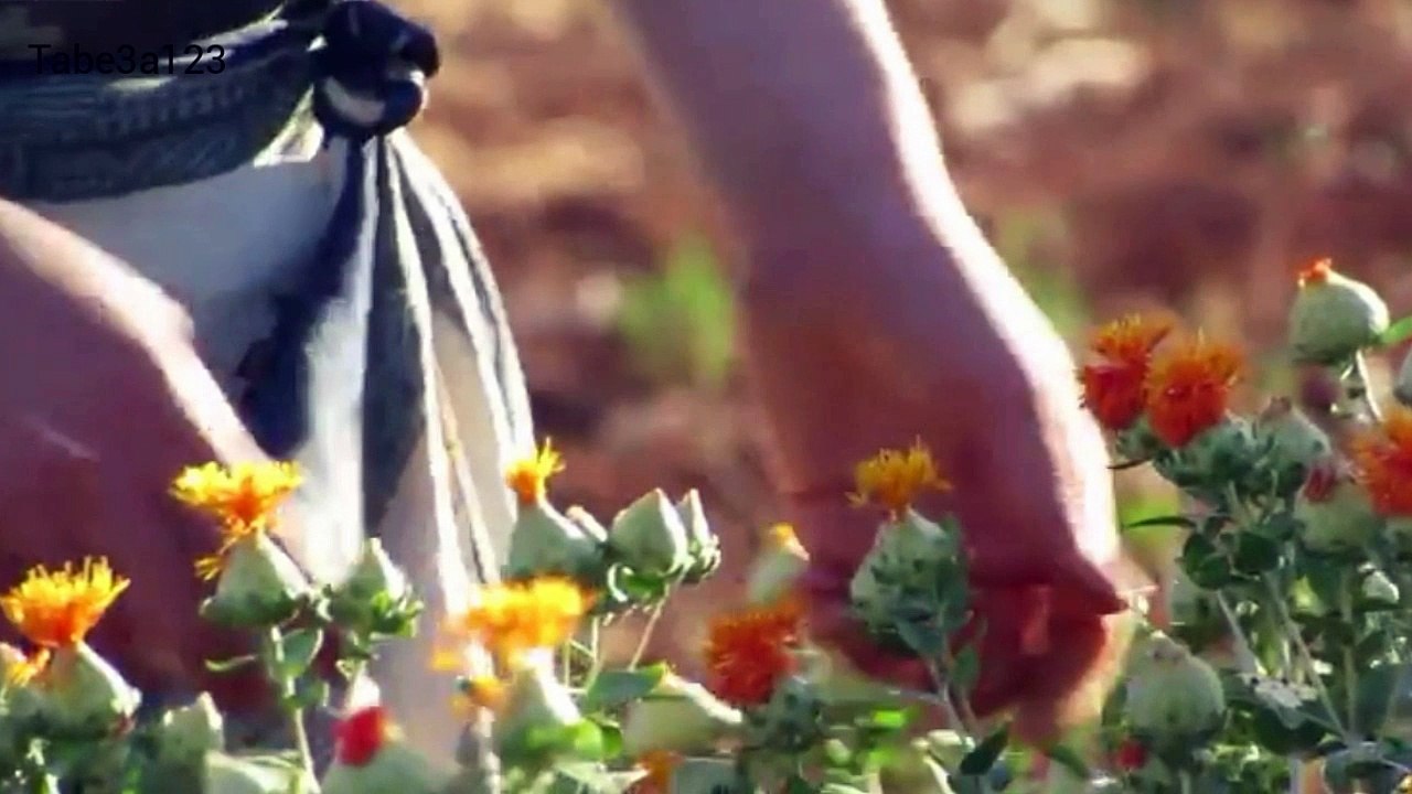 نبات العصفر من الزراعة و حتى الحصاد