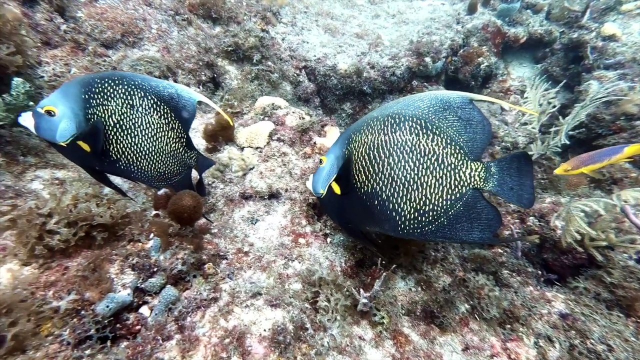 Sea Experience