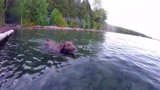 Retriever dives underwater for large sized rocks