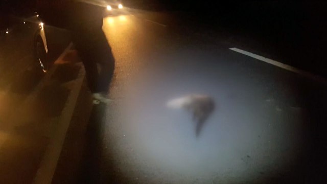 보호 사각지대에 있는 수달...허울 뿐인 '천연기념물' / YTN