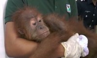 Malaisie : un trafic d'animaux exotiques démantelé