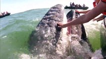 Ce touriste a la chance de pouvoir caresser la bouche d'une baleine