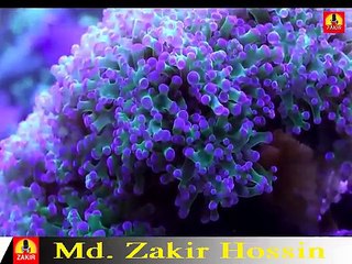 স্বর্ণ পদক প্রাপ্ত হাফেজ ক্বারী আবুল হুসাহনের কণ্ঠে কোরআন তেলাওয়াত