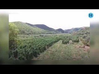 Policía Federal destruyó 320 toneladas de marihuana en Sonora