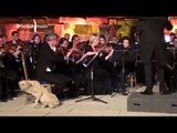 Un perro interrumpe un concierto de música clásica y se vuelve viral en internet #PerroMeólomano