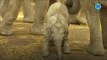 Conoce al primer elefante africano macho; nació en México