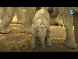 Conoce al primer elefante africano macho; nació en México