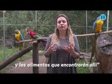 Animales capturados son rehabilitados para volver a su hábitat