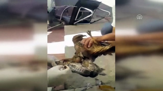 Yaralı şahine ilk müdahale acil sağlık ekibinden - SİVAS