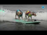 Celebran segundo campeonato mundial de perros surferos