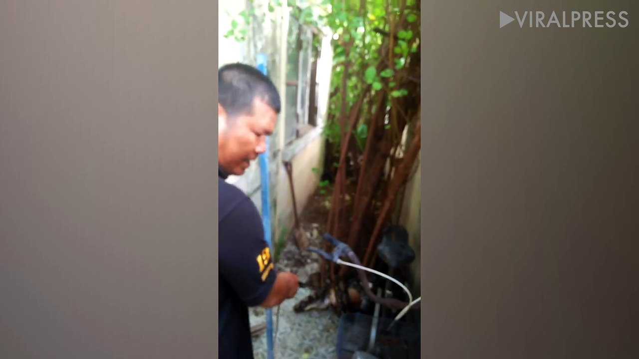 Python Caught Attacking Pet Cat
