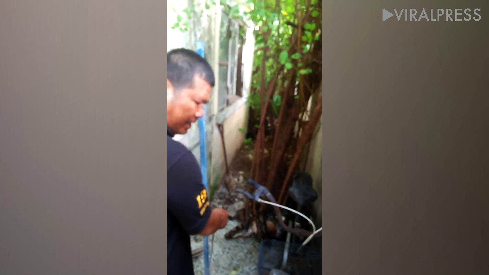 ⁣Python Caught Attacking Pet Cat
