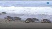 Miles de tortugas llegan a playas de Oaxaca a desovar