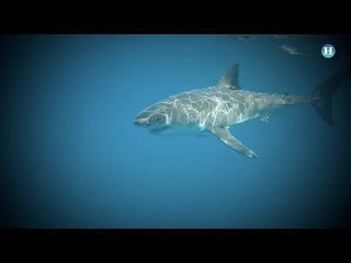 El gran tiburón blanco