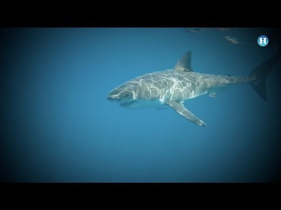 El gran tiburón blanco