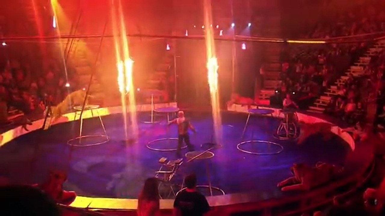 Un tigre perd connaissance dans un cirque