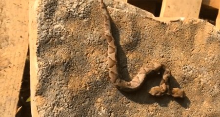 ABD'de Bulunan Çift Başlı Yılan, Hayatını Sürdürebilmesi İçin Koruma Altına Alındı