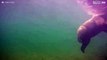 Fantastisk undervattenfilm på en björn som fiskar i Alaska