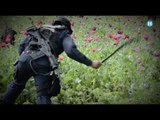 Operativo Cebra: destruyen 475 millones de plantas de amapola