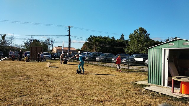 Obiwan en dressage à l'école des chiots.