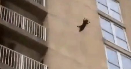 Kendini 6'ncı Kattan Atan Rakun, Sosyal Medyada Büyük İlgi Gördü