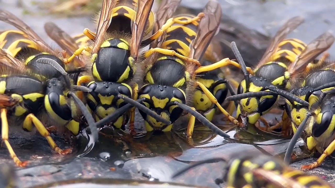 Hornet and wasp Funny Video