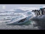 Inesperado hallazgo de 1.5 millones de pingüinos en el Oceáno Antártico