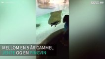 Pingvin leker med jente gjennom akvarieglass