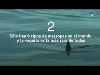 Lo que tienes que saber de la vaquita marina
