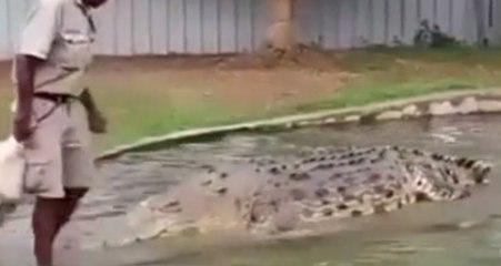 Bakım Merkezinde Aç Timsahın Önünde Dans Eden Görevli, Yürekleri Ağza Getirdi