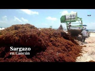 Alfredo Arellano habla sobre el sargazo en Quintana Roo