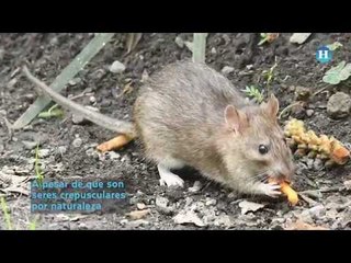 Ratas pierden miedo a la gente